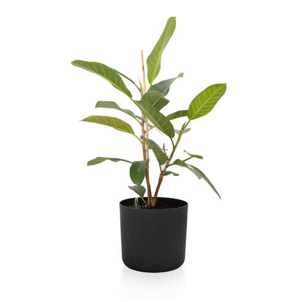 Flora Aqua
